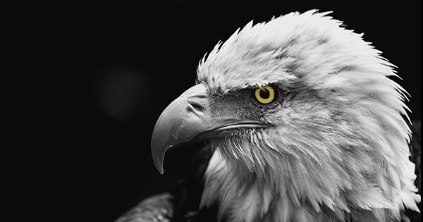 Bald-Eagle-cristofer-jeschke-unsplash-600-Email-Web